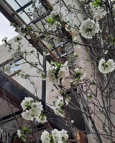 El Cerezo