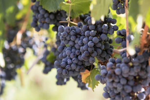 Apartamento Deluxe Senderos Del Vino Iv *