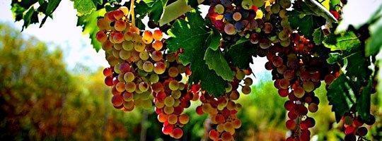 Rincon Vasco * Mendoza